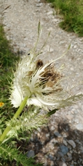 Cirsium spinosissimum