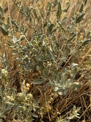 Atriplex gardneri