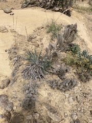 Oreocarya thyrsiflora