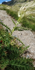 Cirsium spinosissimum
