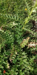 Cirsium spinosissimum