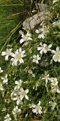Cerastium arvense strictum