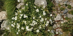 Cerastium arvense strictum