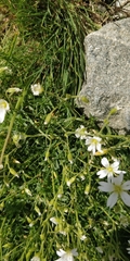 Cerastium arvense strictum