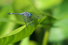 Micrathyria aequalis