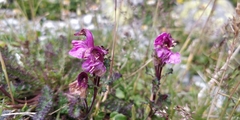 Pedicularis kerneri