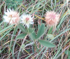 Trifolium montanum