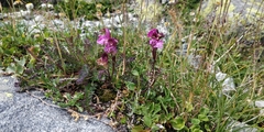 Pedicularis kerneri