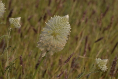 Ptilotus xerophilus