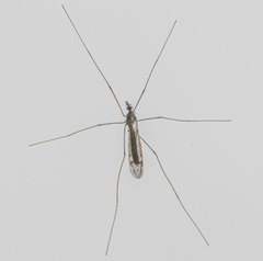 Tipula maxima