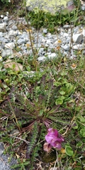 Pedicularis kerneri