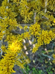Dufourea flammea