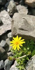 Taraxacum alpestre