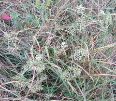 Falcaria vulgaris