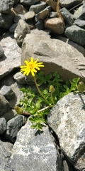 Taraxacum alpestre