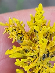 Dufourea flammea