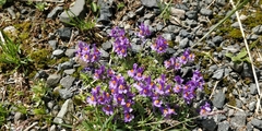 Linaria alpina