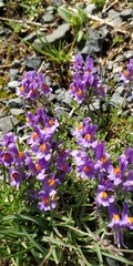 Linaria alpina
