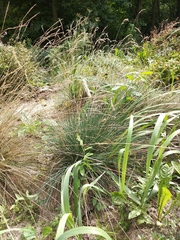 Festuca pallens