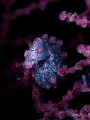 Hippocampus bargibanti