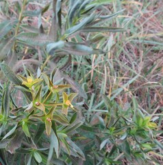 Euphorbia semivillosa