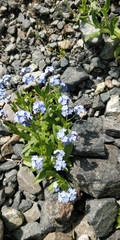 Myosotis alpestris