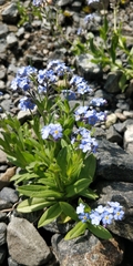 Myosotis alpestris