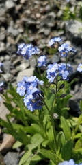 Myosotis alpestris