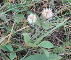 Trifolium montanum