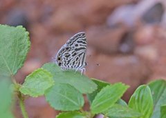 Leptotes plinius