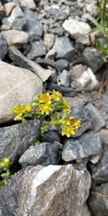 Sedum alpestre