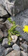 Taraxacum alpestre
