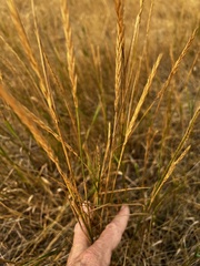 Elymus smithii