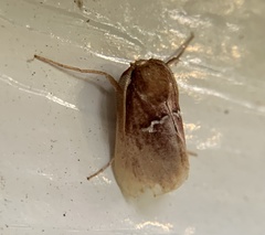 Monoleuca semifascia