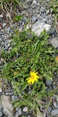 Taraxacum alpestre