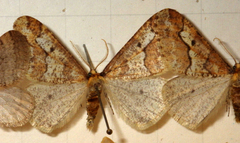 Erannis defoliaria