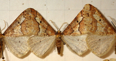 Erannis defoliaria