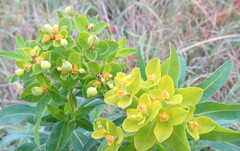 Euphorbia semivillosa