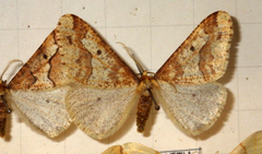 Erannis defoliaria