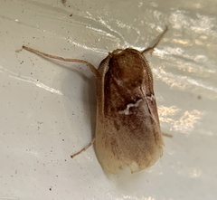 Monoleuca semifascia