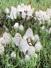 Coprinopsis variegata