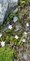 Arenaria biflora