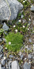 Arenaria biflora