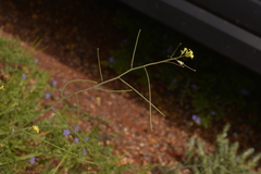 Sisymbrium orientale