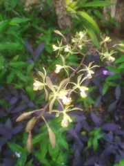Encyclia alata