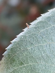 Porphyrosela minuta