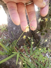 Melasphaerula graminea