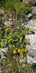 Trifolium badium