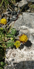 Trifolium badium