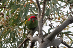 Glossopsitta concinna